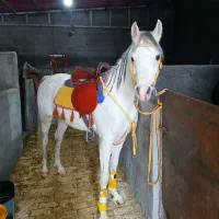 خرید و فروش و پانسیون اسب های اصیل