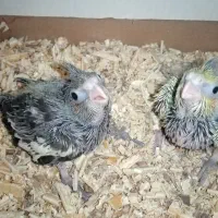 جوجه عروس هلندی