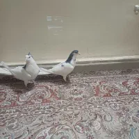 کبوتردمگیر یاسیاه پشت|پرنده|خمینی‌شهر, |دیوار