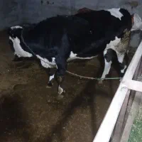 تلیسه  آبستن ۶ ماهه