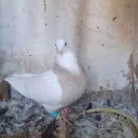 طوقی آجری ماده