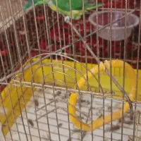 پرنده کوتوله طوطی|پرنده|آشتیان, |دیوار