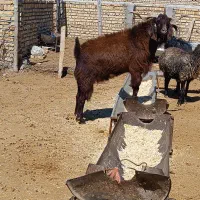 فروش نربز
