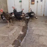 فروش بوقلمون نر
