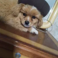 سلام یک عدد سگ پودل