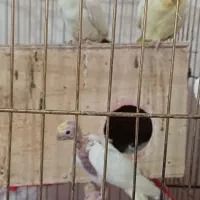 واگذاری جفت و جوجه عروس هلندی لوتینو|پرنده|نیریز, |دیوار