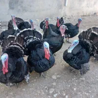 فروش بوقلمون برنز|حیوانات مزرعه|یاسوج, |دیوار