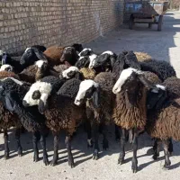 25راس بره شالی|حیوانات مزرعه|کرج, شهرک فرهنگیان|دیوار