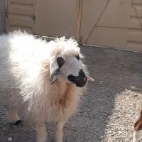 گوسفند ماده