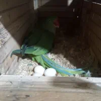 شاه طوطی مولد روی تخم|پرنده|هشتگرد, مدرس|دیوار