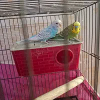 یک جفت مرغ عشق با قفس|پرنده|اسلامشهر, شهرک مهدیه|دیوار