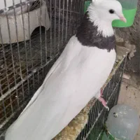 فولادی|پرنده|اندیکا, |دیوار