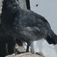 نیمچع گلین ۴ماه