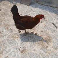 مرغ محلی و ریشی