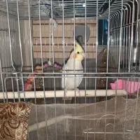 عروس هلندی تخم گذار