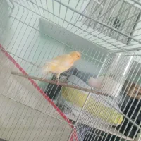 قناری ماده|پرنده|سبزوار, فیاض|دیوار