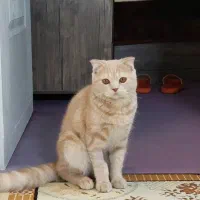 اسکاتیش نر|گربه|مشهد, کوشش|دیوار