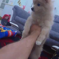 سگ پامر نر ۵ماهه|سگ|ساوه, |دیوار