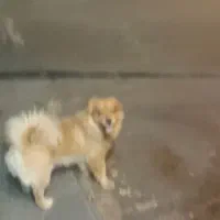 گم شده ۰۰۰۰۰۰گم شده ۰۰۰۰۰۰۰گم شده ۰۰۰۰۰۰|سگ|تهران, جیحون|دیوار