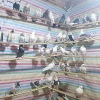 کبوتر جدید رسیددرلالجین|پرنده|لالجین, |دیوار