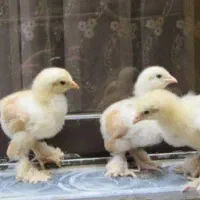 جوجه امپراطور اصیل