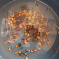 فروش حلزون سیب و لجنخوار