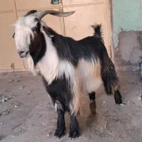 بعده روزگاری جوان هیگلی