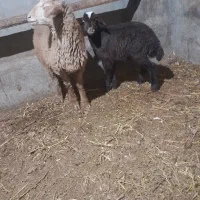 گوسفند|حیوانات مزرعه|هیر, |دیوار