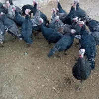 بوقلمون نر و ماده|حیوانات مزرعه|کنگاور, |دیوار