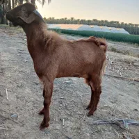 گوسفند|حیوانات مزرعه|بلوک, |دیوار