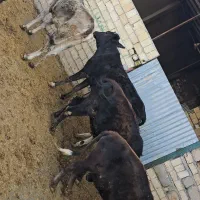 گوساله ماده چاق کشتاری|حیوانات مزرعه|کوهدشت, |دیوار