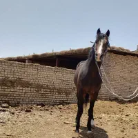 اسب|اسب و تجهیزات اسب‌سواری|پیشوا, |دیوار