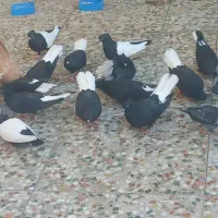 کبوتر رنگی سینه سیاه سبنه زرد سبیاه دم سفید