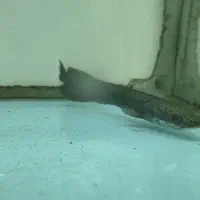 ماهی آراپایما ۱۵ سانت