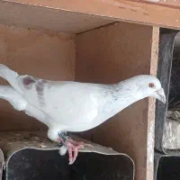 کفتر طوقی سبزوآبی|پرنده|مشهد, امام خمینی|دیوار