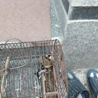 سهره و قناری|پرنده|شیراز, کوشک میدان|دیوار