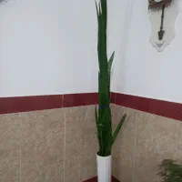 گل خانگی فروشی