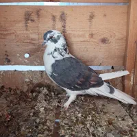 کبوتر|پرنده|ساوه, |دیوار