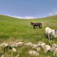 اسب|اسب و تجهیزات اسبسواری|شیروان (خراسان), |دیوار