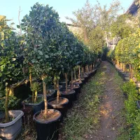 فروش لاسون پیچ و برگ بو ویاس جعبه و یوکا|گل و گیاه طبیعی|چابکسر, |دیوار