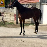 مادیان دوخون|اسب و تجهیزات اسب‌سواری|گنبد کاووس, |دیوار