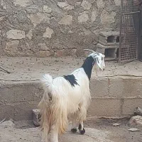 فروش سه راس بز داشتی