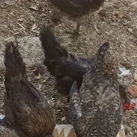 مرغ و خروس و اردک