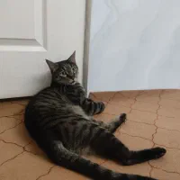 واگزاری گربه ی نر نژاد DSH|گربه|کرج, حصارک پایین|دیوار