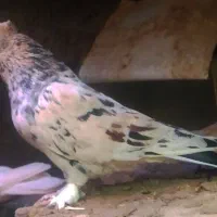 معاوضه دارم