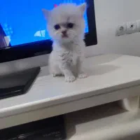 پرشین بریتیش زیبا|گربه|ساری, |دیوار