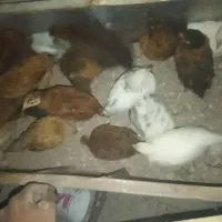 مرغ