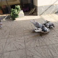 ۷ تا کفتر|پرنده|خاوران, |دیوار