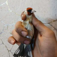 دوعدد سهره نر قلمی|پرنده|ری, ولی آباد|دیوار