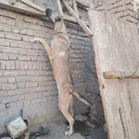 ماده سرابی اصیل|سگ|سراب, |دیوار